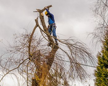 &eacute;lagueur scherwiller