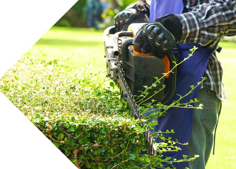 taille de haie Scherwiller